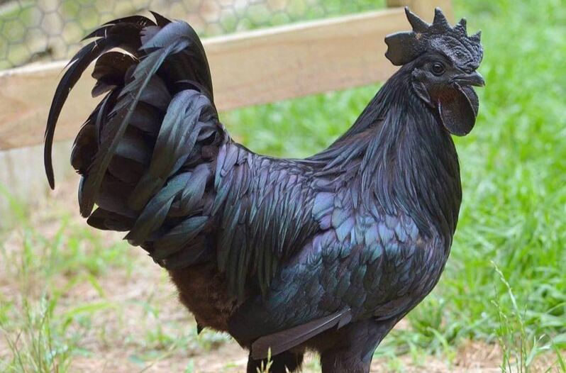 Black Chicken