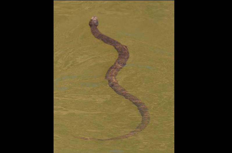 cottonmouth