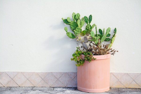 Potted prickly pears are a nice decor near your exterior doors or on patios and decks.
