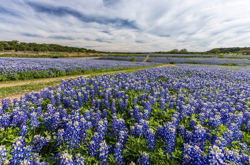 bluebonnets