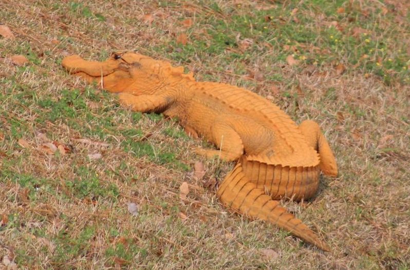 orange gator