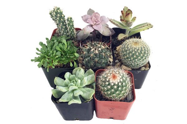 Image via Amazon