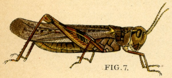 Source: Wikipedia Commons