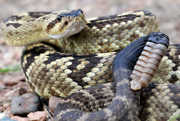 An Arizona blacktail rattlesnake.