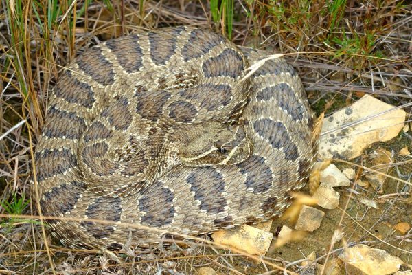 Prairie Rattlesnake (Crotalus viridis) in Badlands National Park of South Dakota.
