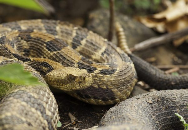 A female Timber Rattlesnake.