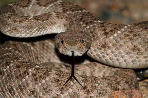 Western Diamondback Rattlesnake (Crotalus atrox)