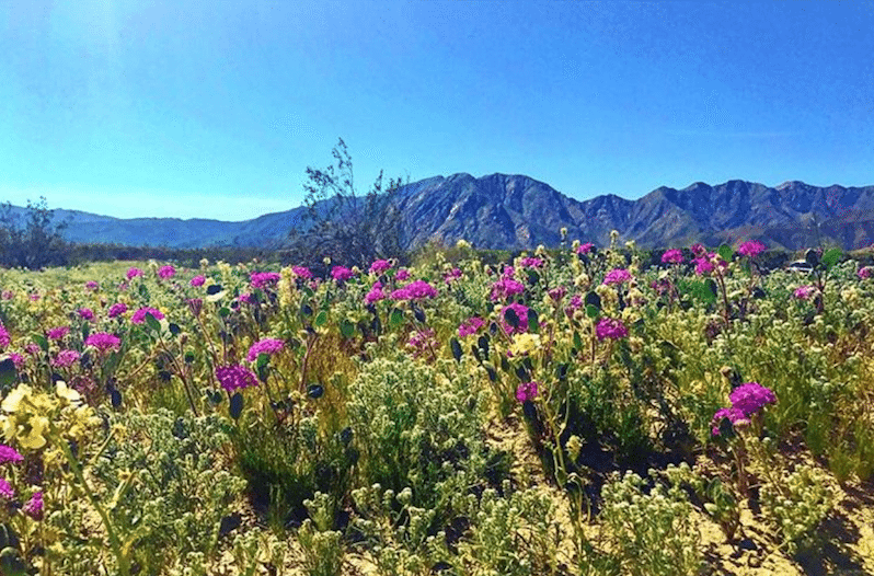 superbloom