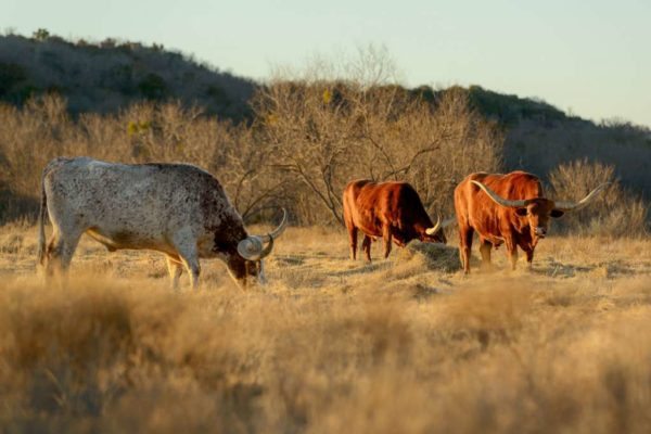 wildcatter cattle