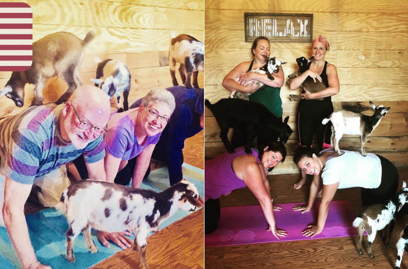 Goat Yoga Jenness Farm New Hampshire