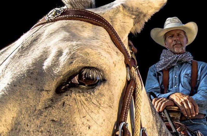 mule
