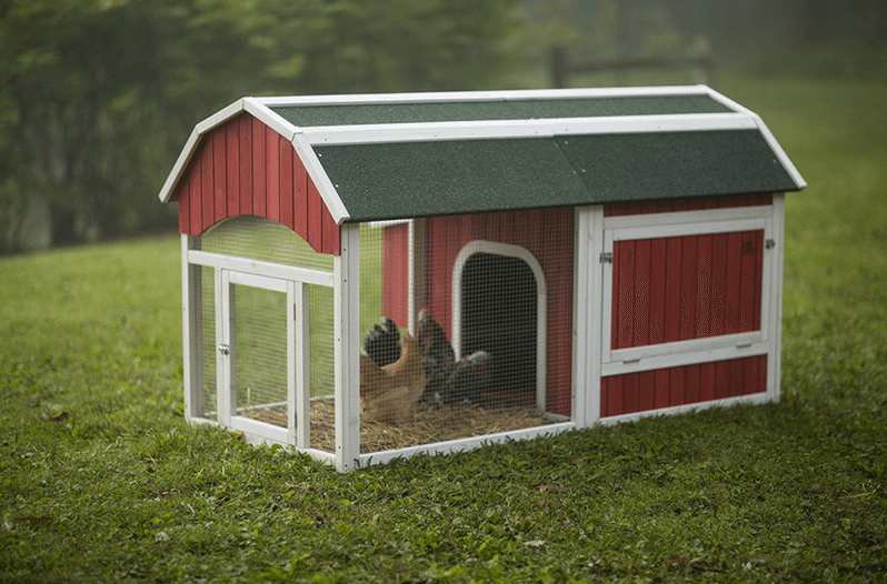chicken coop essentials