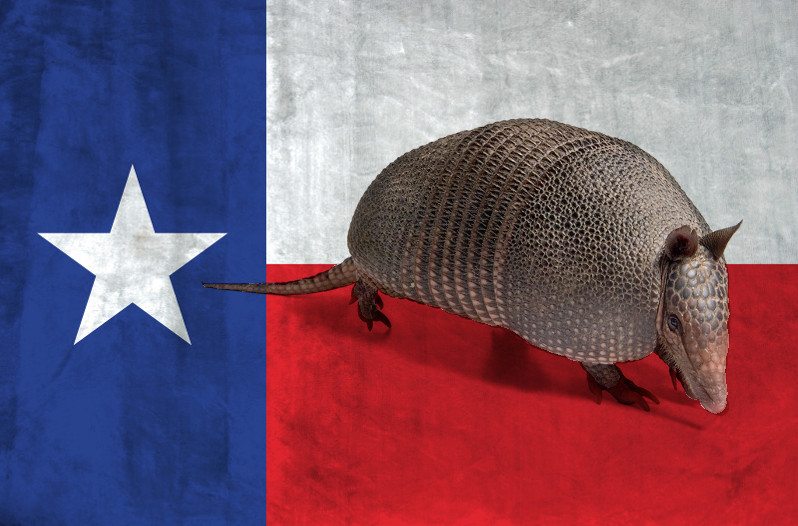 armadillos