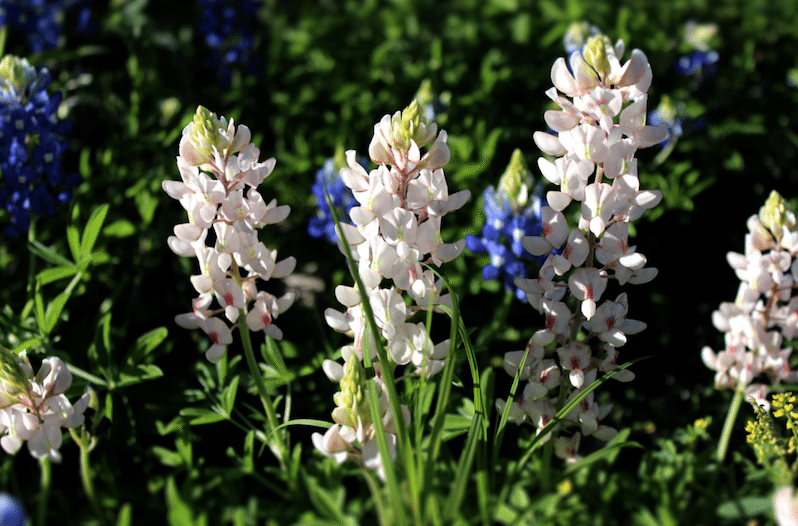 bluebonnets