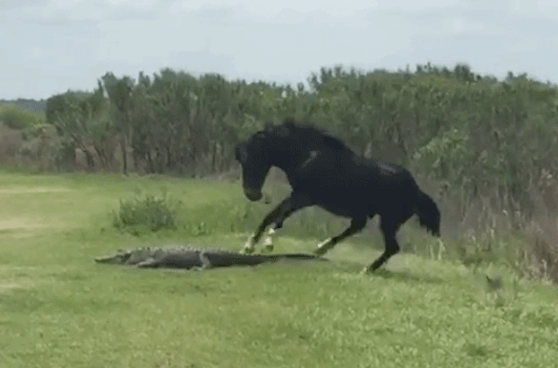 alligator