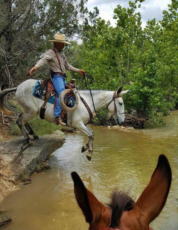 Source: Garrison Mulemanship and Training Facebook