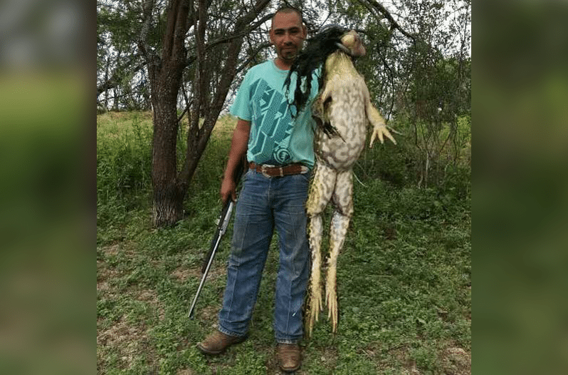giant bullfrog