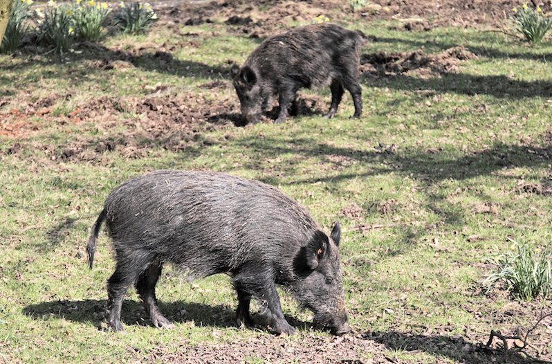 feral hog hunting
