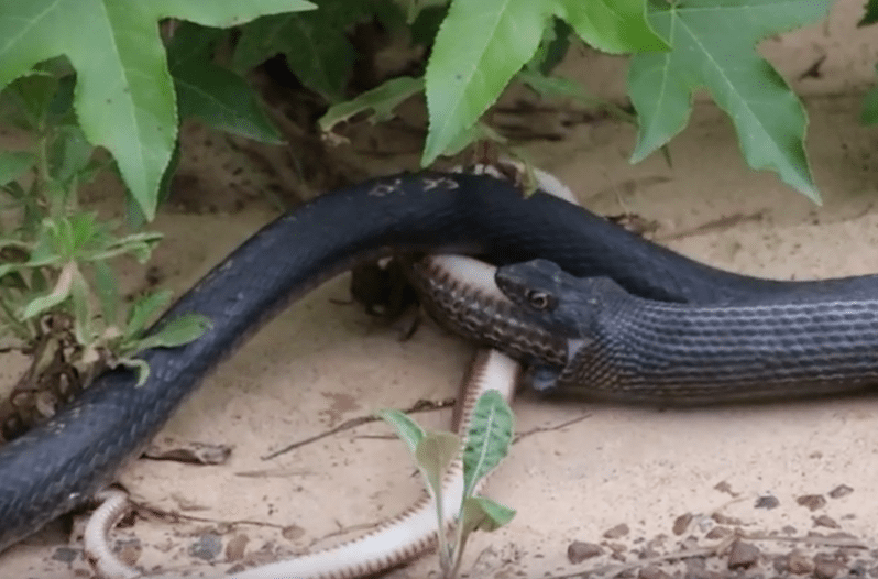 snake regurgitating