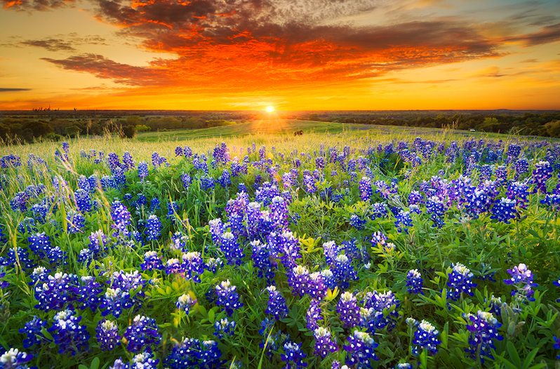 Spring is Better in Texas