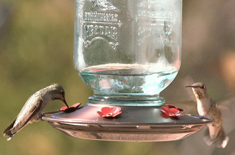 Mason Jar Bird Feeder