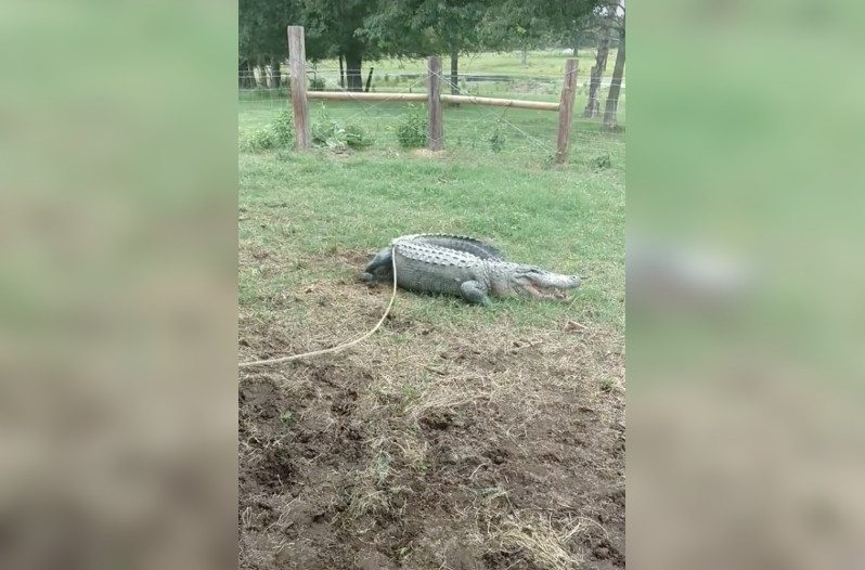alligator