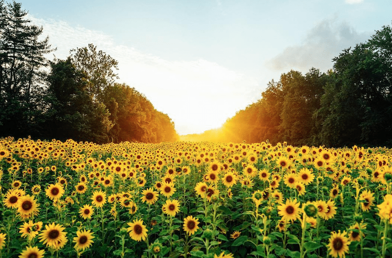 sunflowers