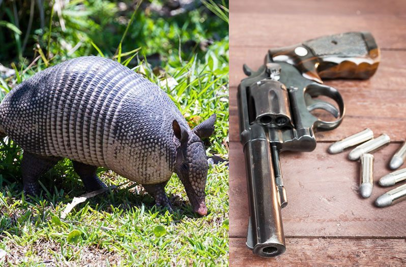 Armadillo