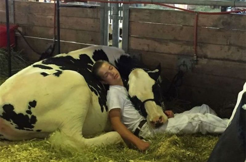 cow nap