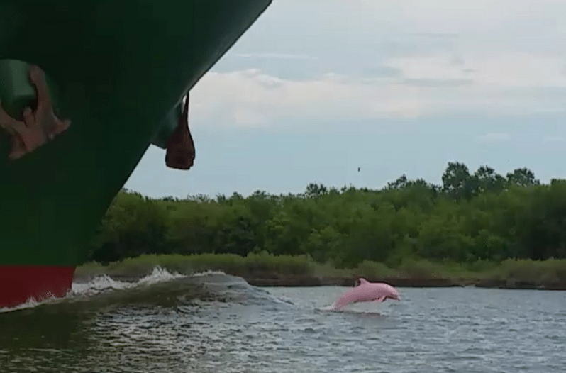pink dolphin
