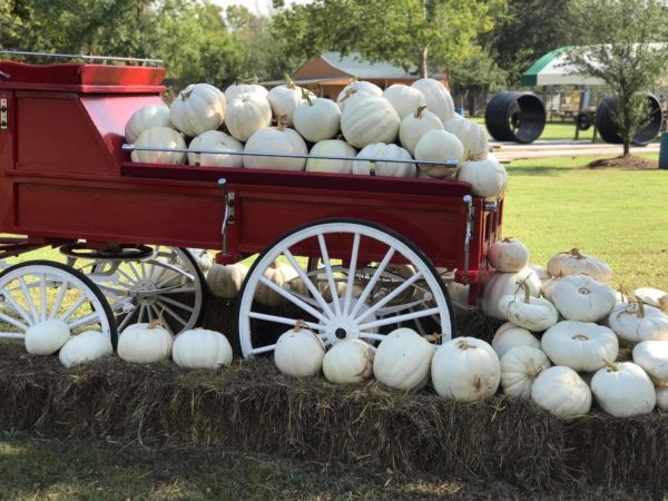 Texas Pumpkin Patches