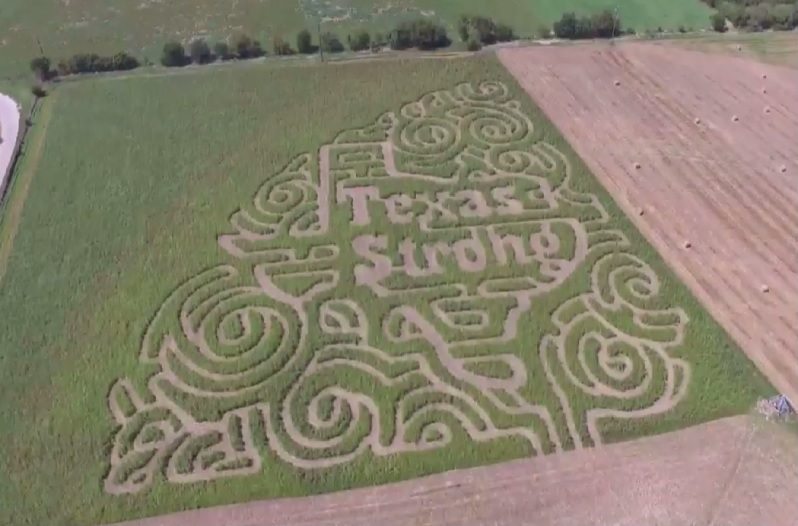 corn maze