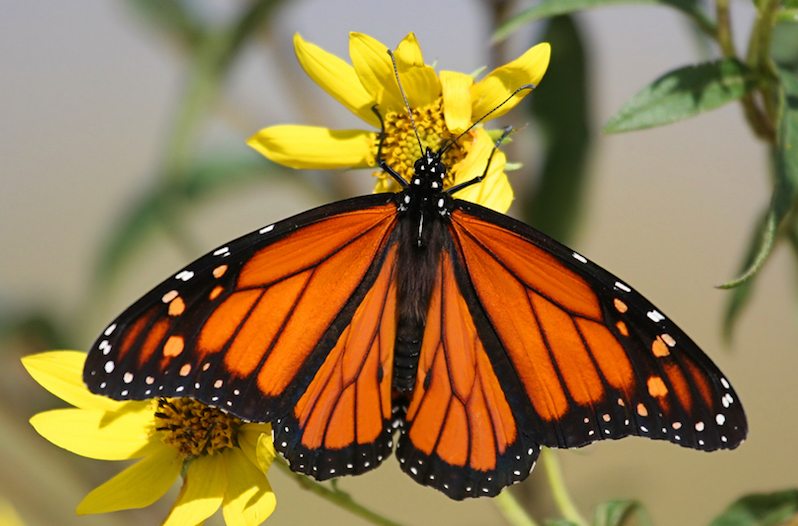 Monarch butterfly