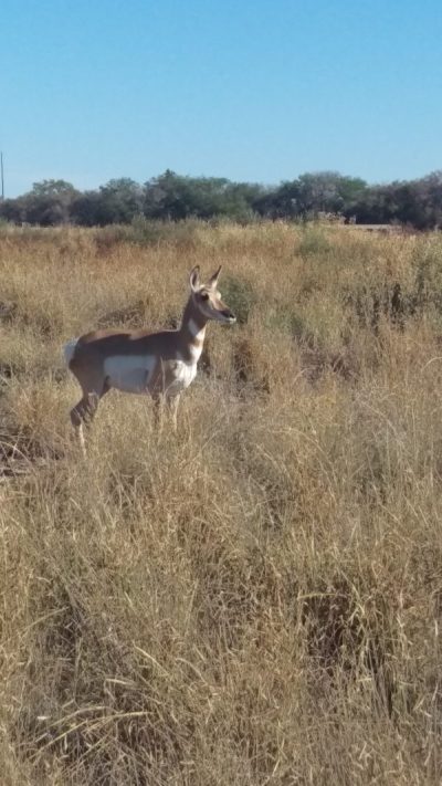 Marfa Texas