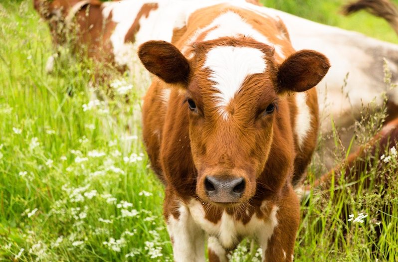 cow triplets