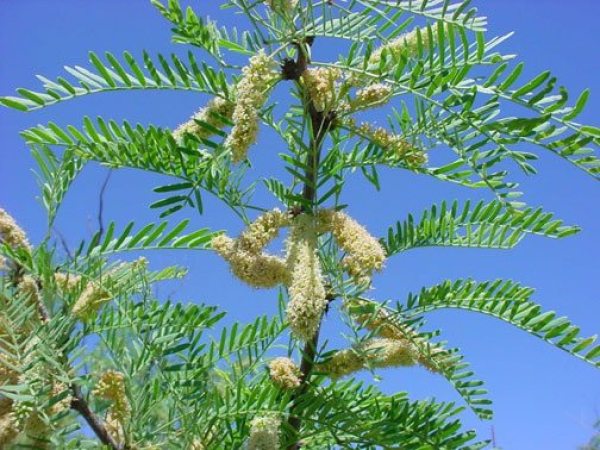 Mesquite Trees
