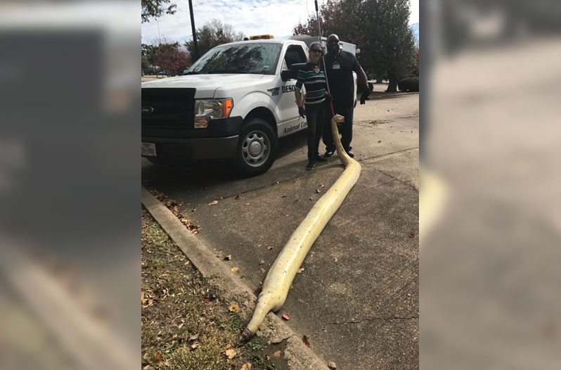 albino python
