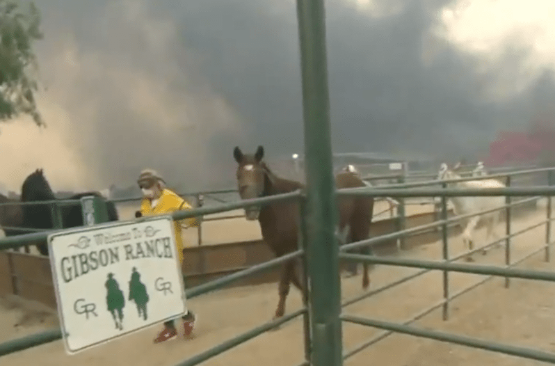horses