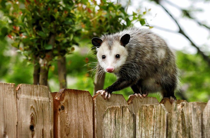 possum