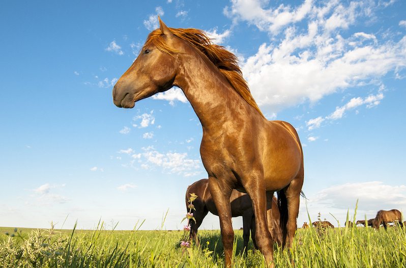 horse yoga