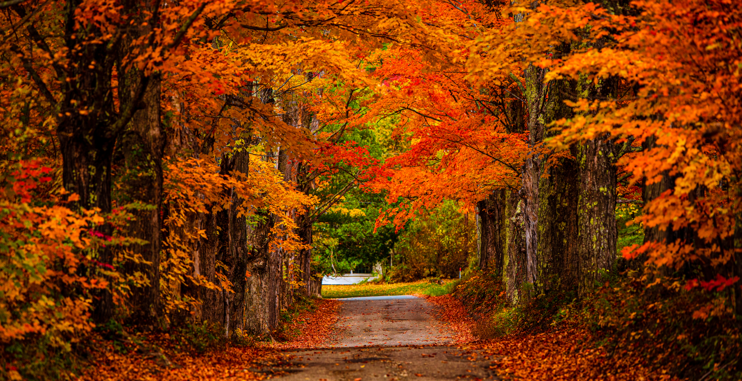 Orange leaves fall in October on an old country road in the White Mountains of New Hampshire.
