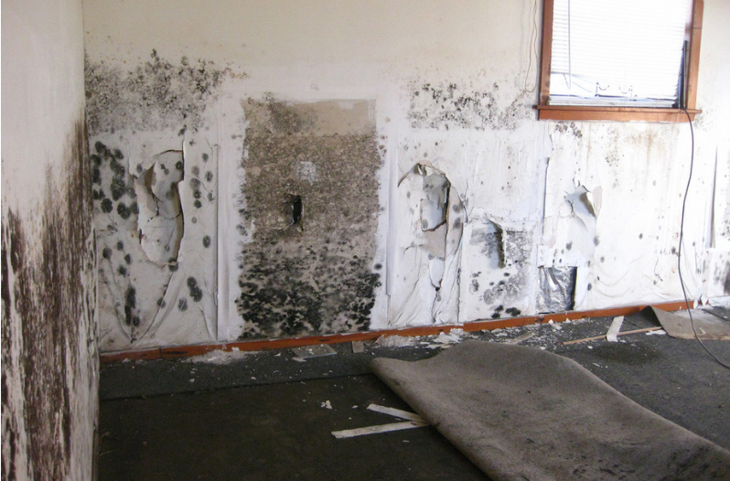 Types of Mold