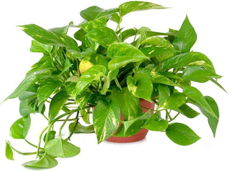 Low Maintenance Houseplants