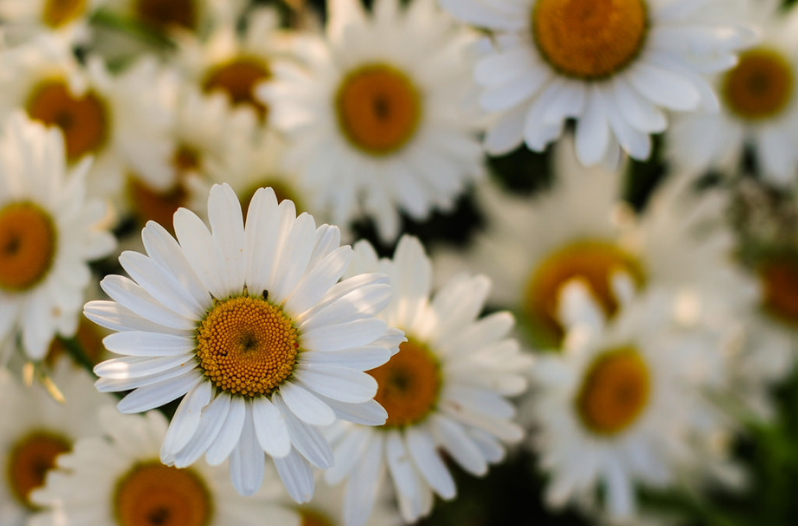 Perennial Flowers Perennial Flowers