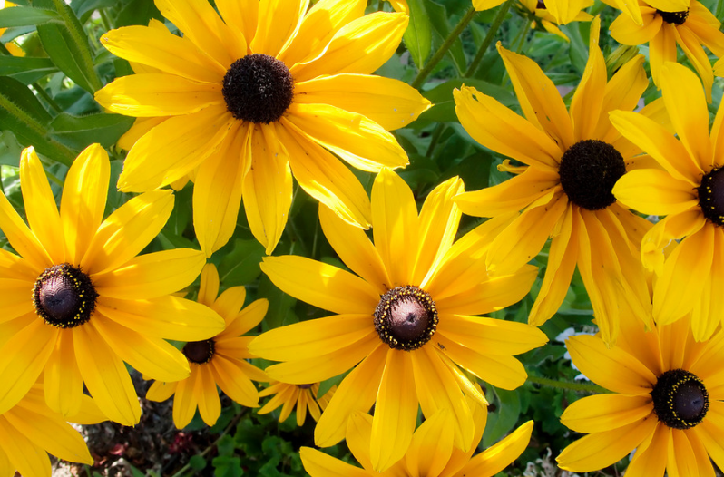 Perennial Flowers Perennial Flowers