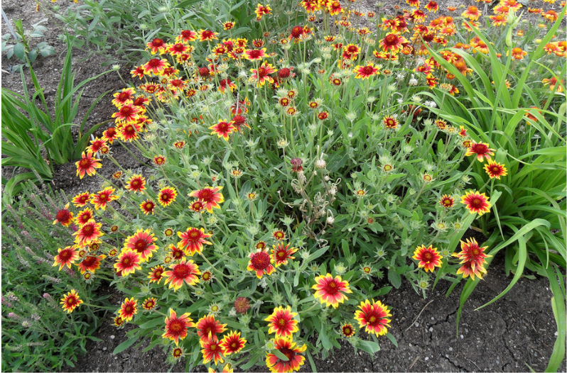 Perennial Flowers Perennial Flowers