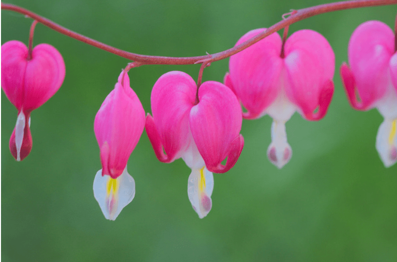 Perennial Flowers Perennial Flowers