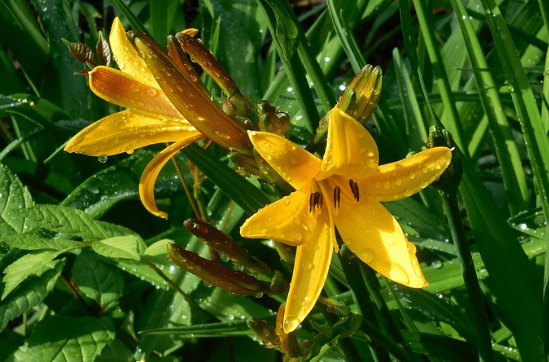 Perennial Flowers Perennial Flowers