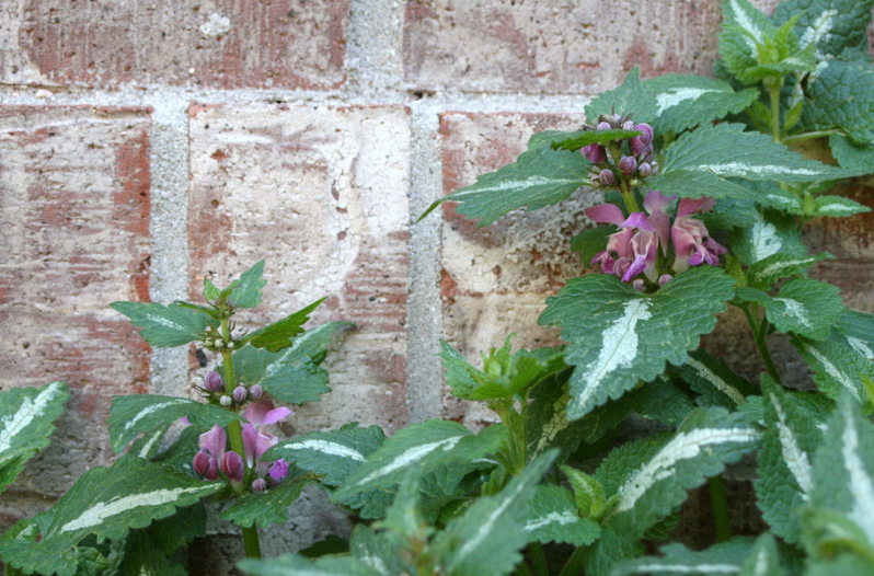 Perennial Flowers Perennial Flowers