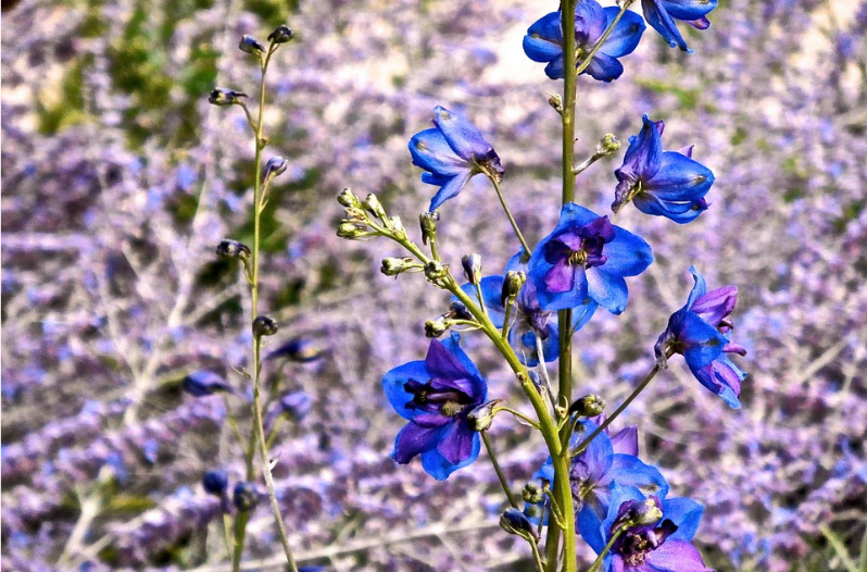 Perennial Flowers Perennial Flowers